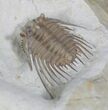 Large Kettneraspis Trilobite - Oklahoma #27441-2